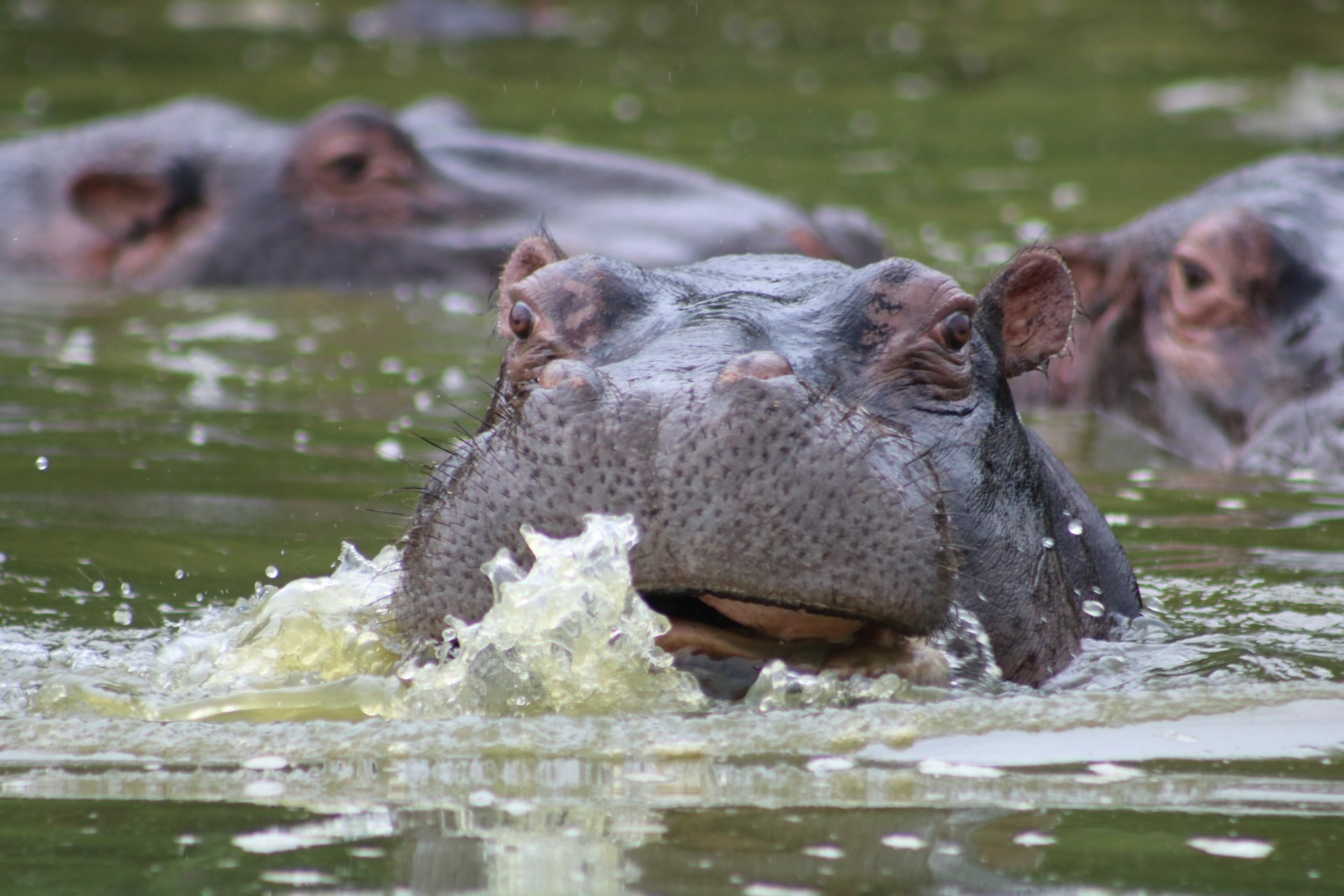 Luxe Reis Murchison Falls