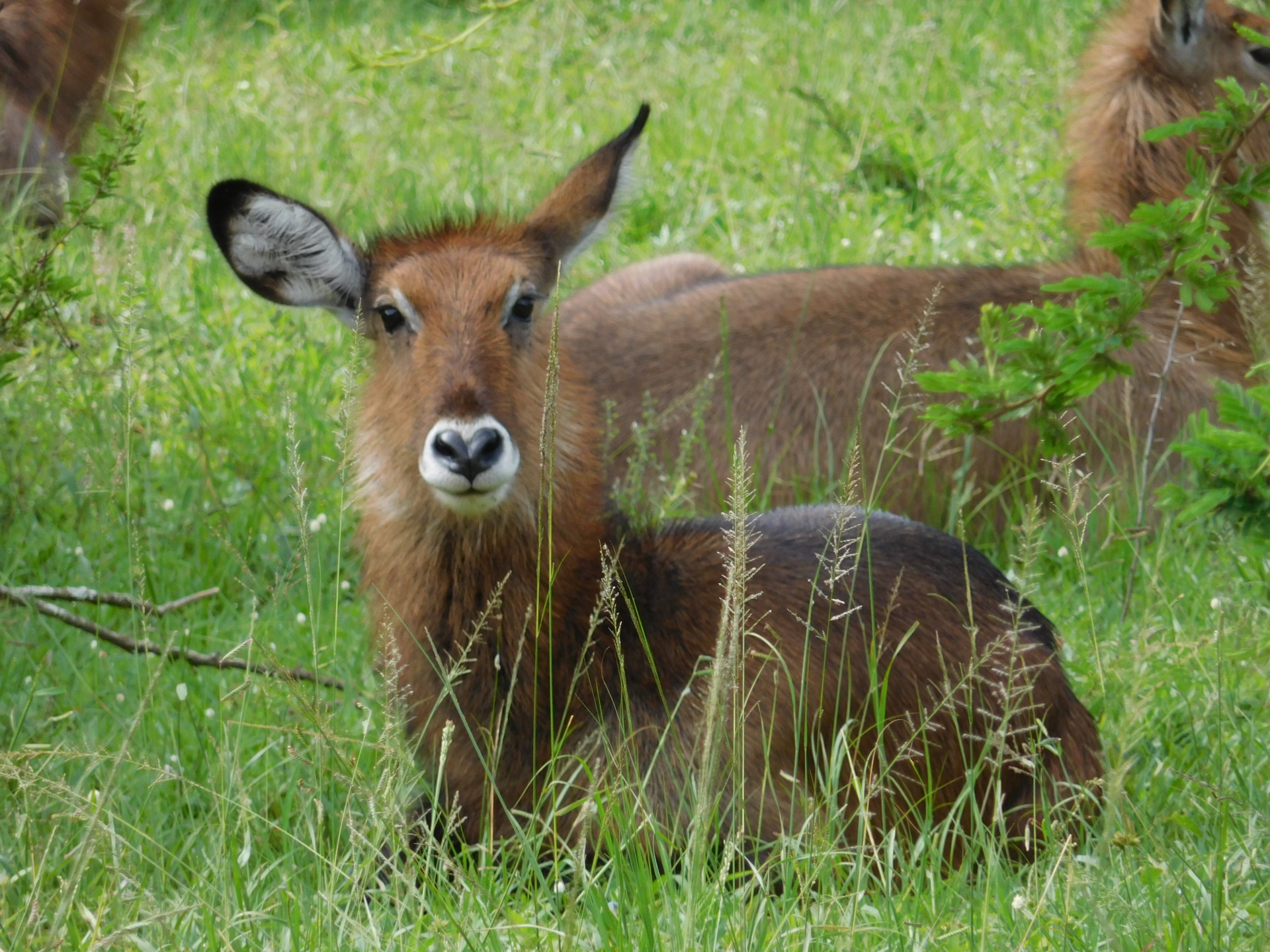 Kort Afrikaans Lake Mburo