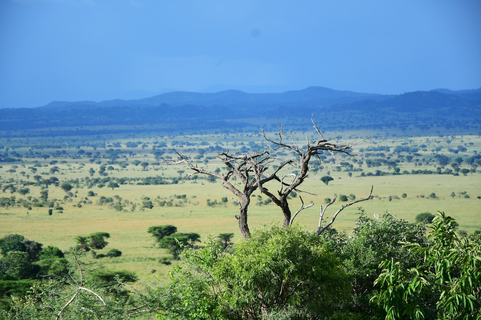 Parel van Afrika Kidepo Valley NP