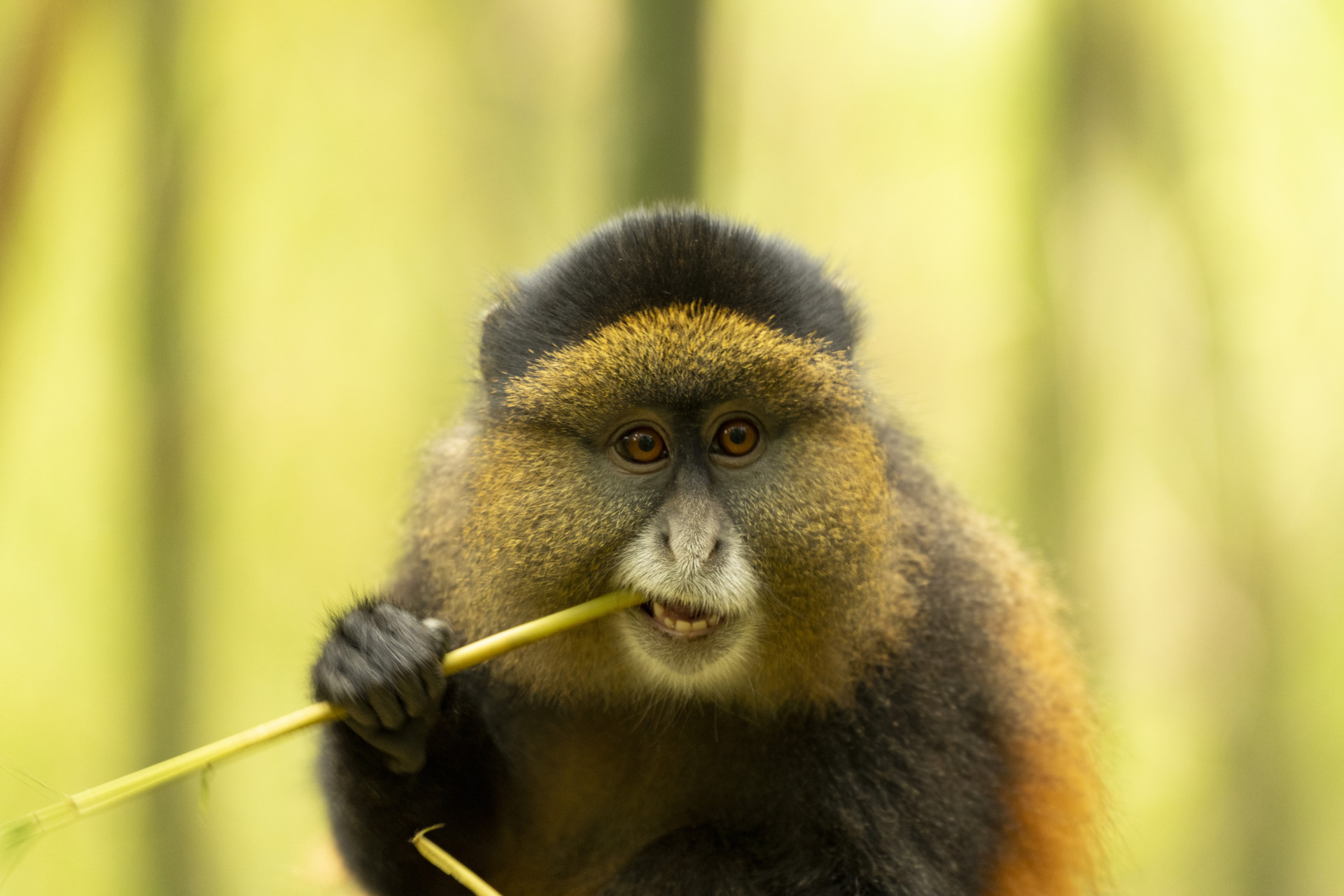 Golden Monkey Tracking, Mgahinga