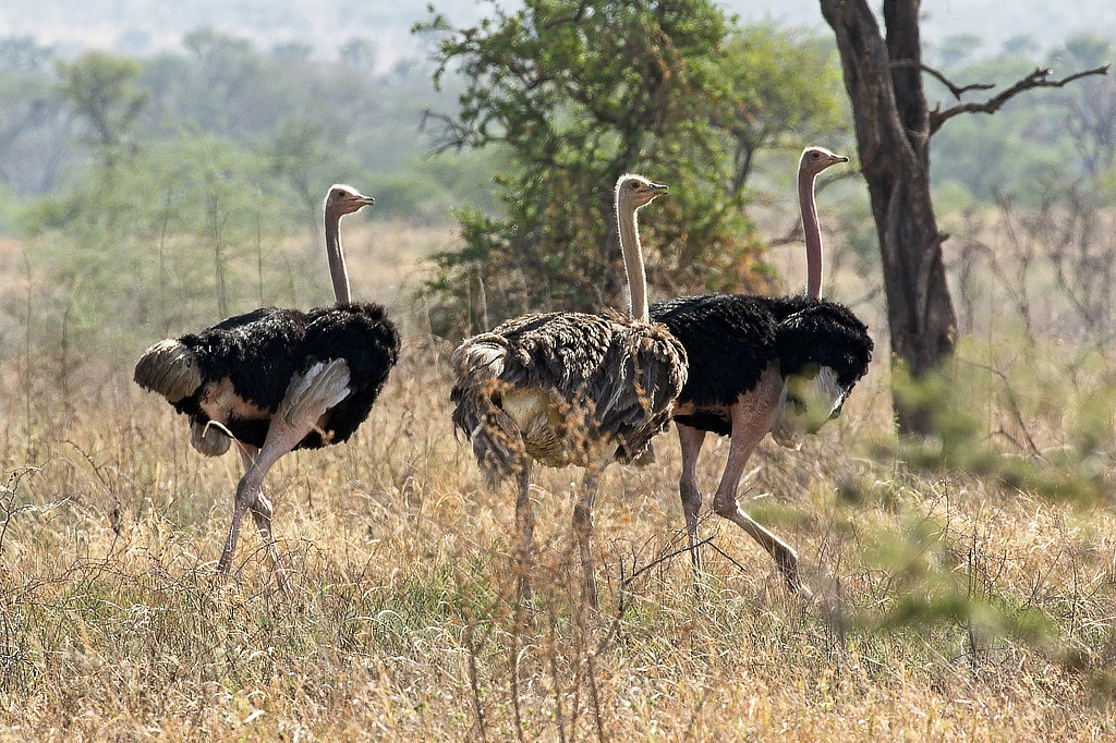 Parel van Afrika Kidepo Valley National Park