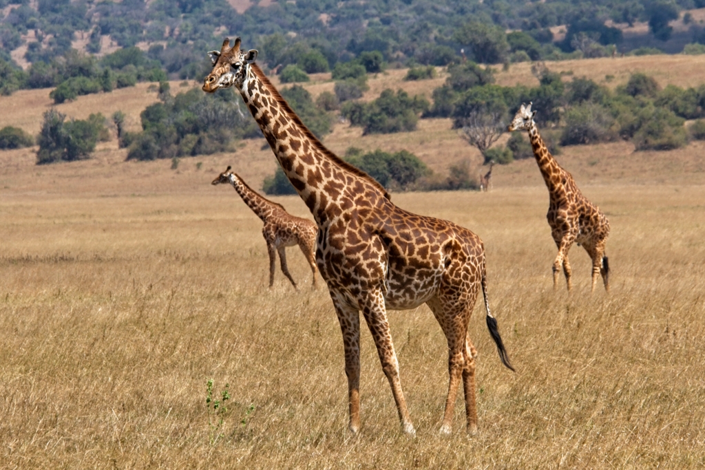 Akagera-giraffen