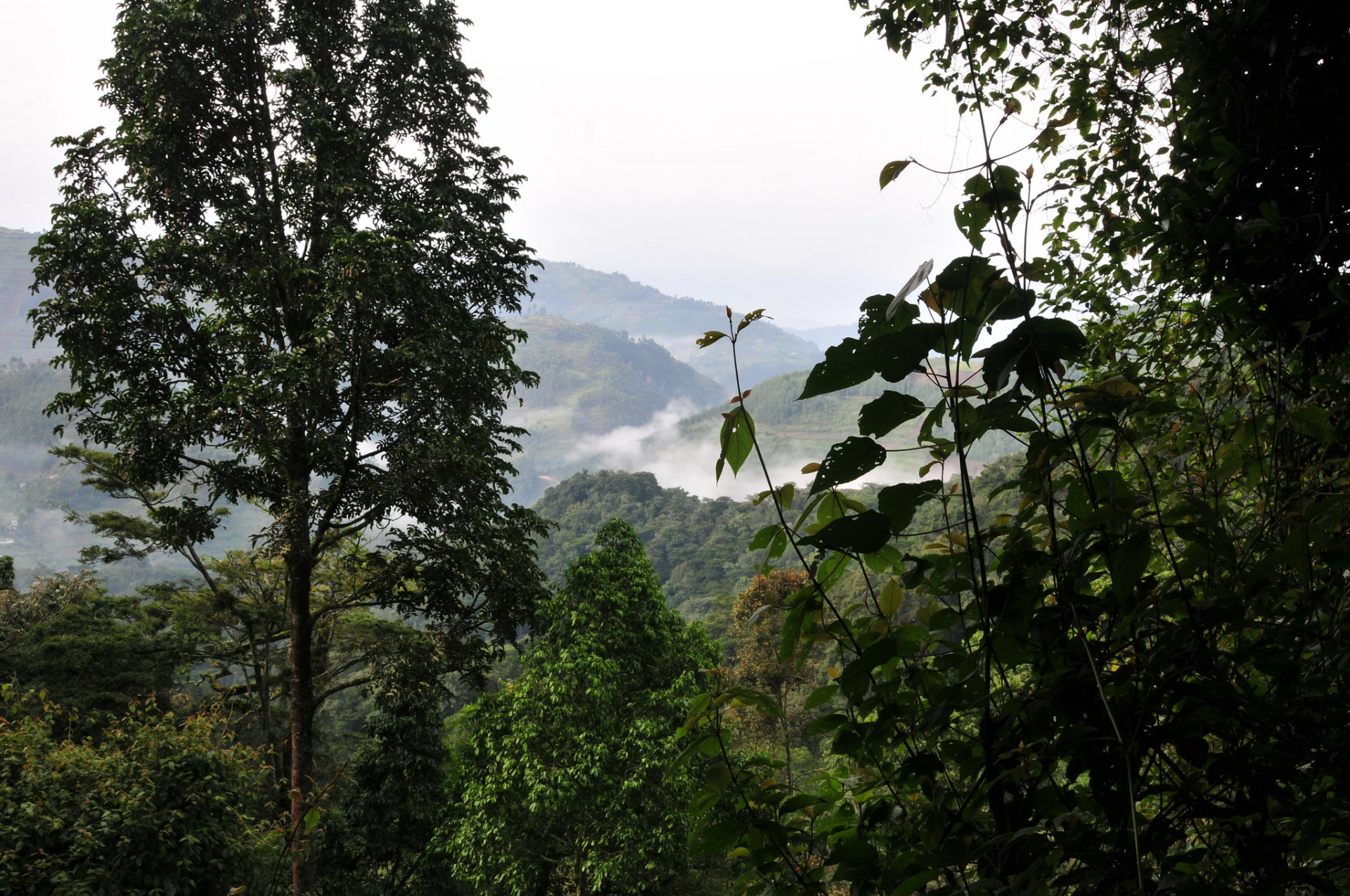 Bwindi Impenetrable National Park