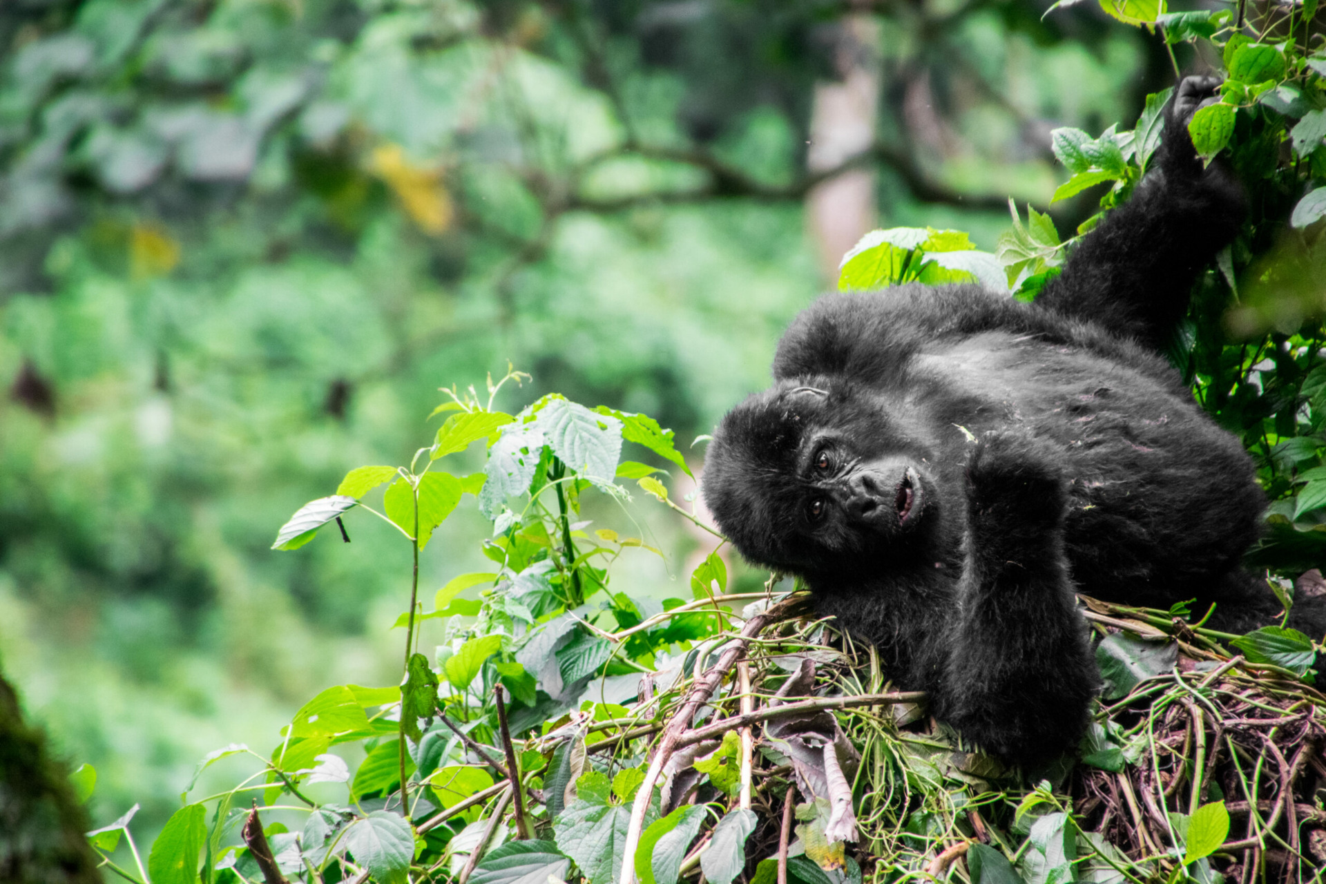 Gorilla Tracking en Gorilla Permit