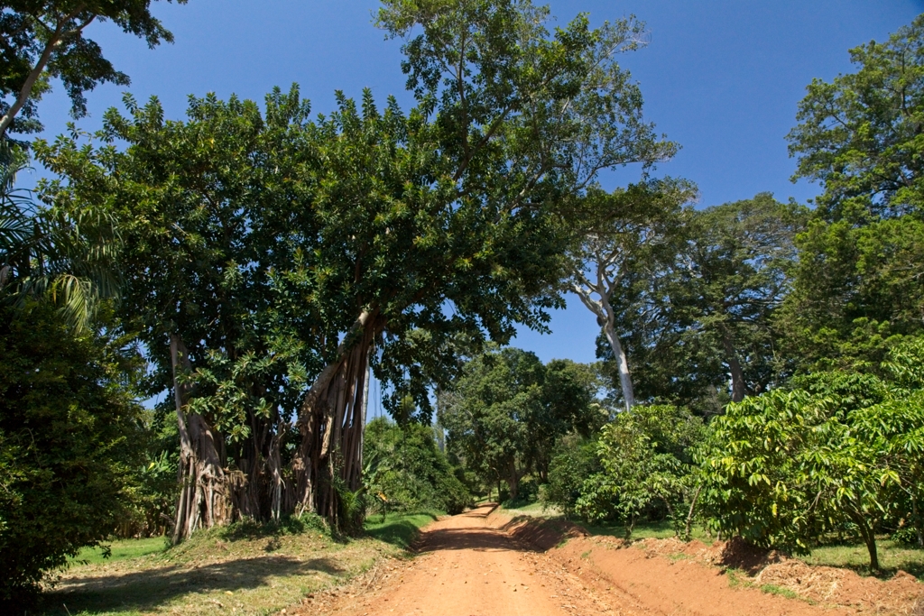 Entebbe Botanical Gardens