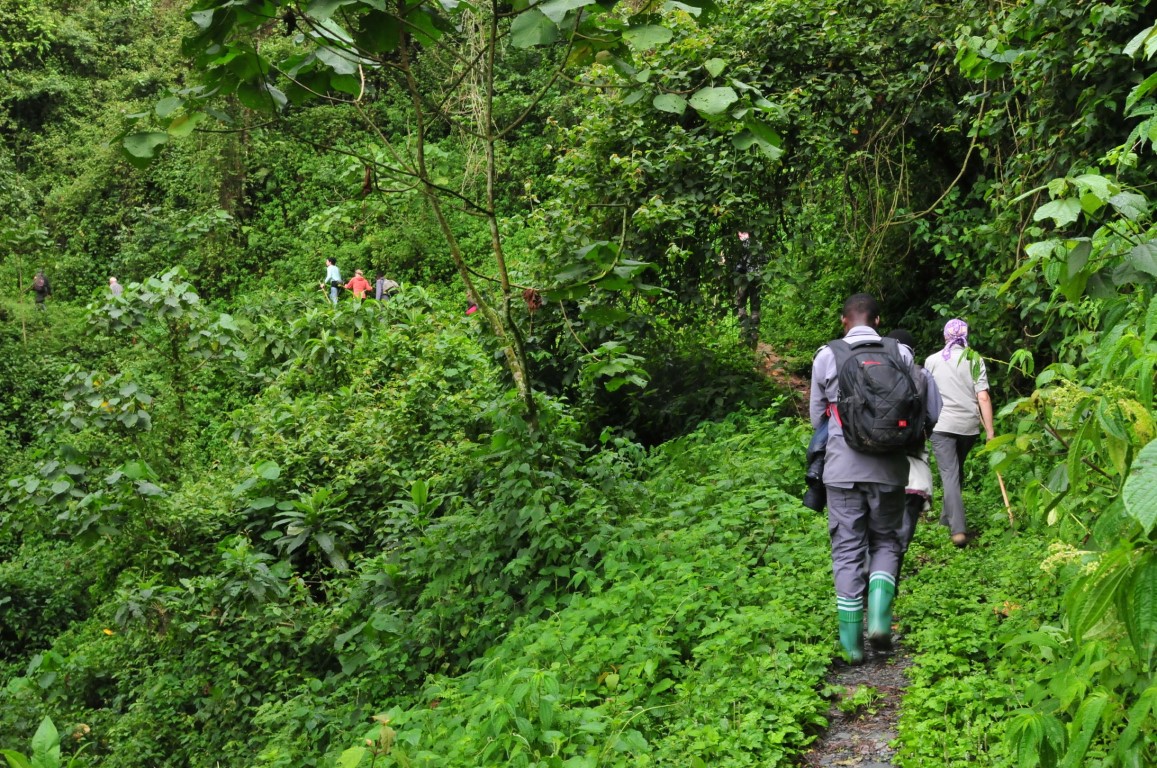 Gorilla Tracking