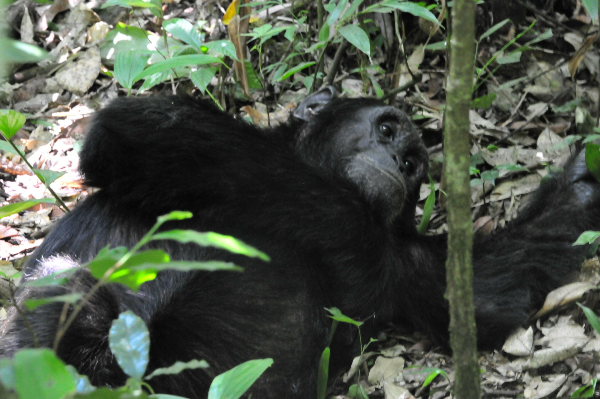 Kibale National Park