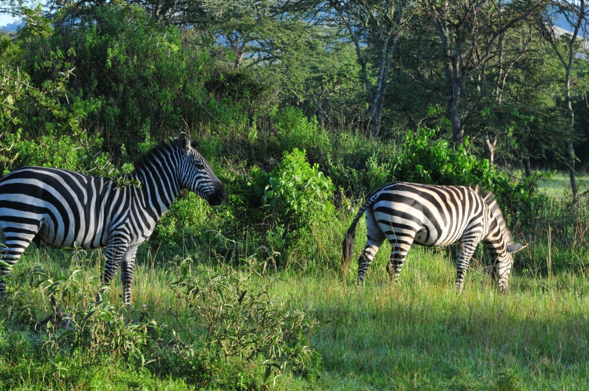 Lake Mburo National Park