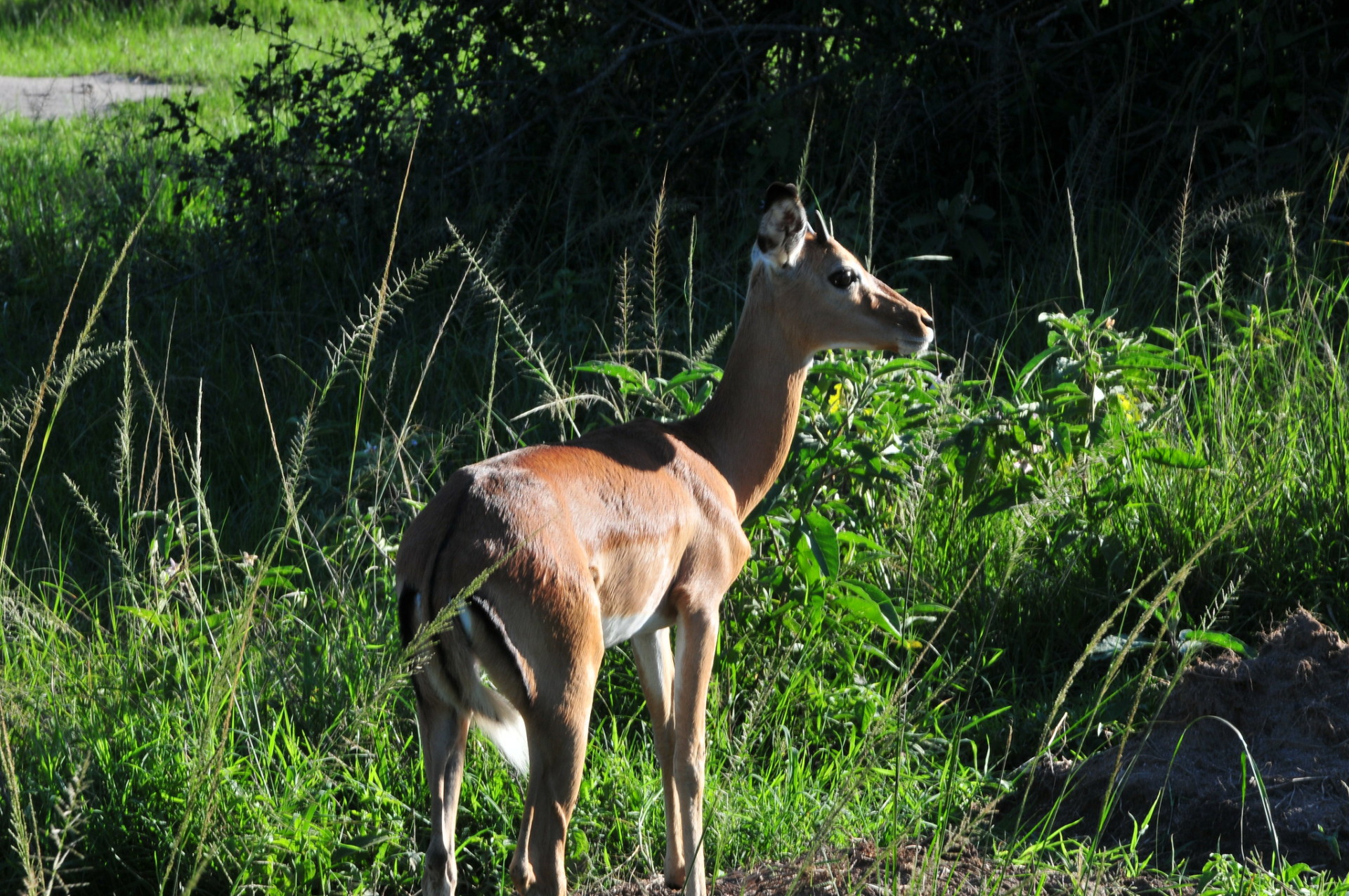 Lake Mburo National Park