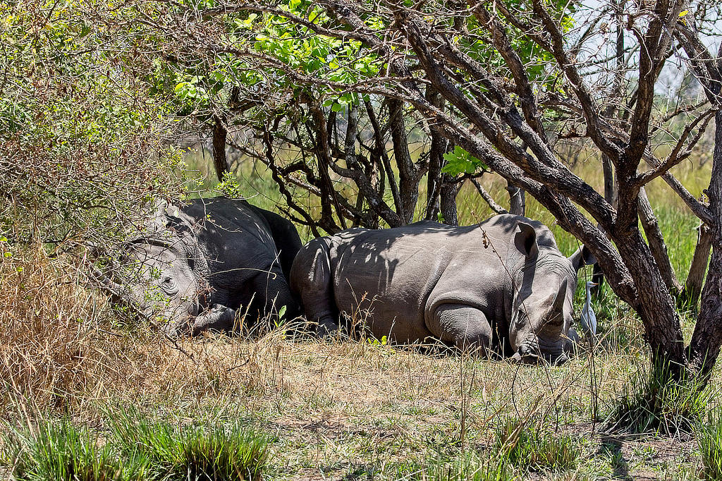 Natuurlijk Oeganda Murchison Falls