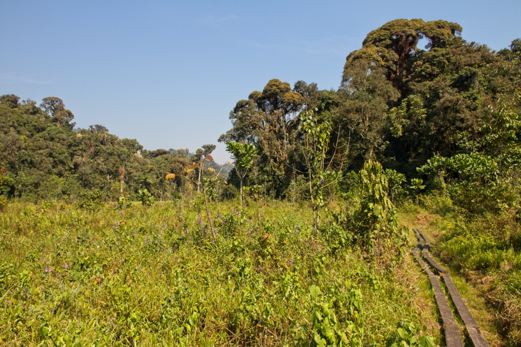 Nyungwe