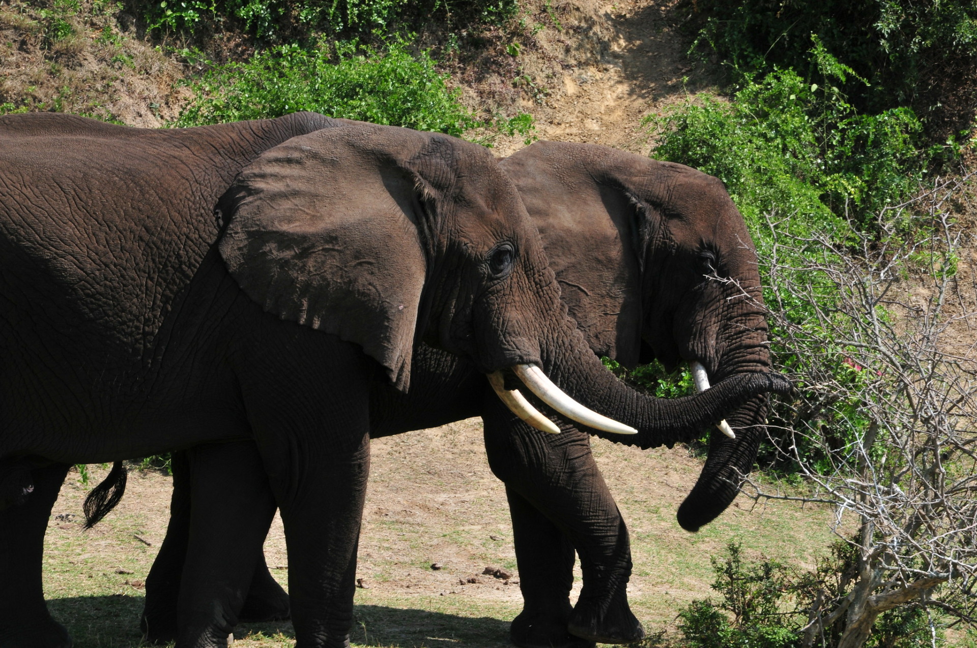 Queen Elizabeth National Park