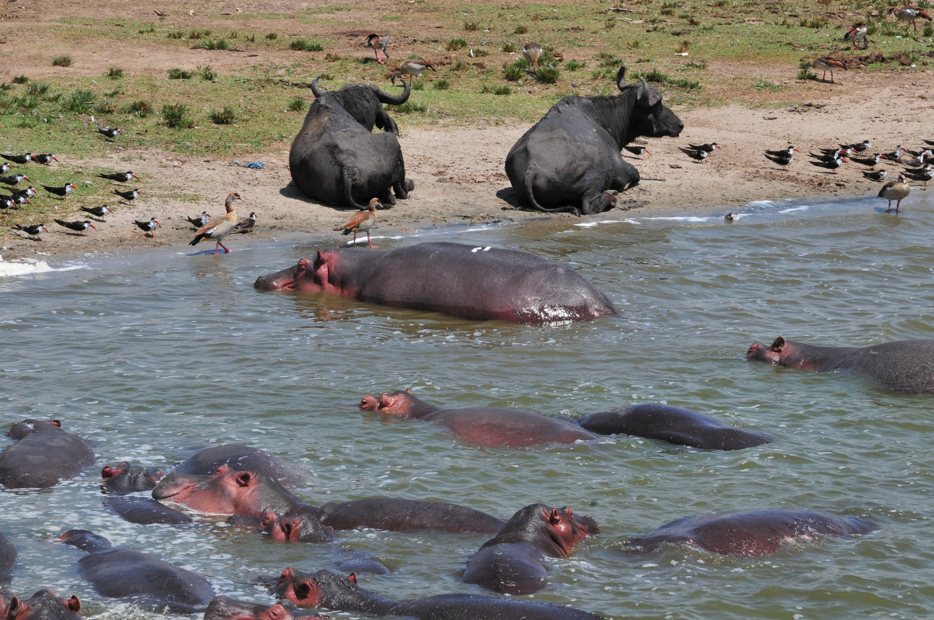 Queen Elizabeth National Park