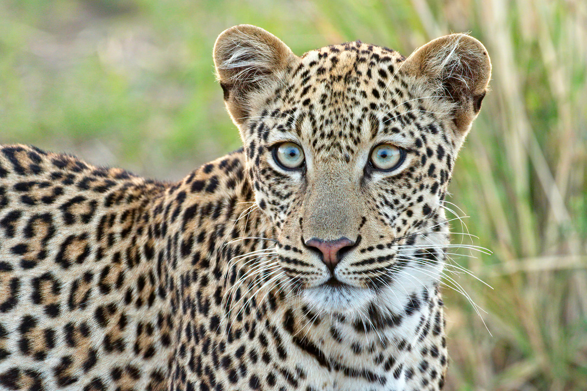 Close-up - Kidepo Valley NP