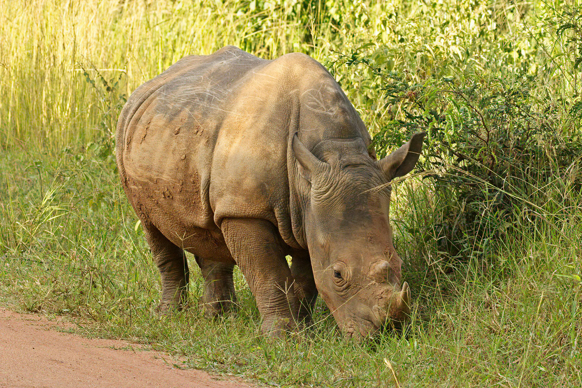 De neushoorn heeft een dikke huid die hem geschermd tegen scherpe doorns etc