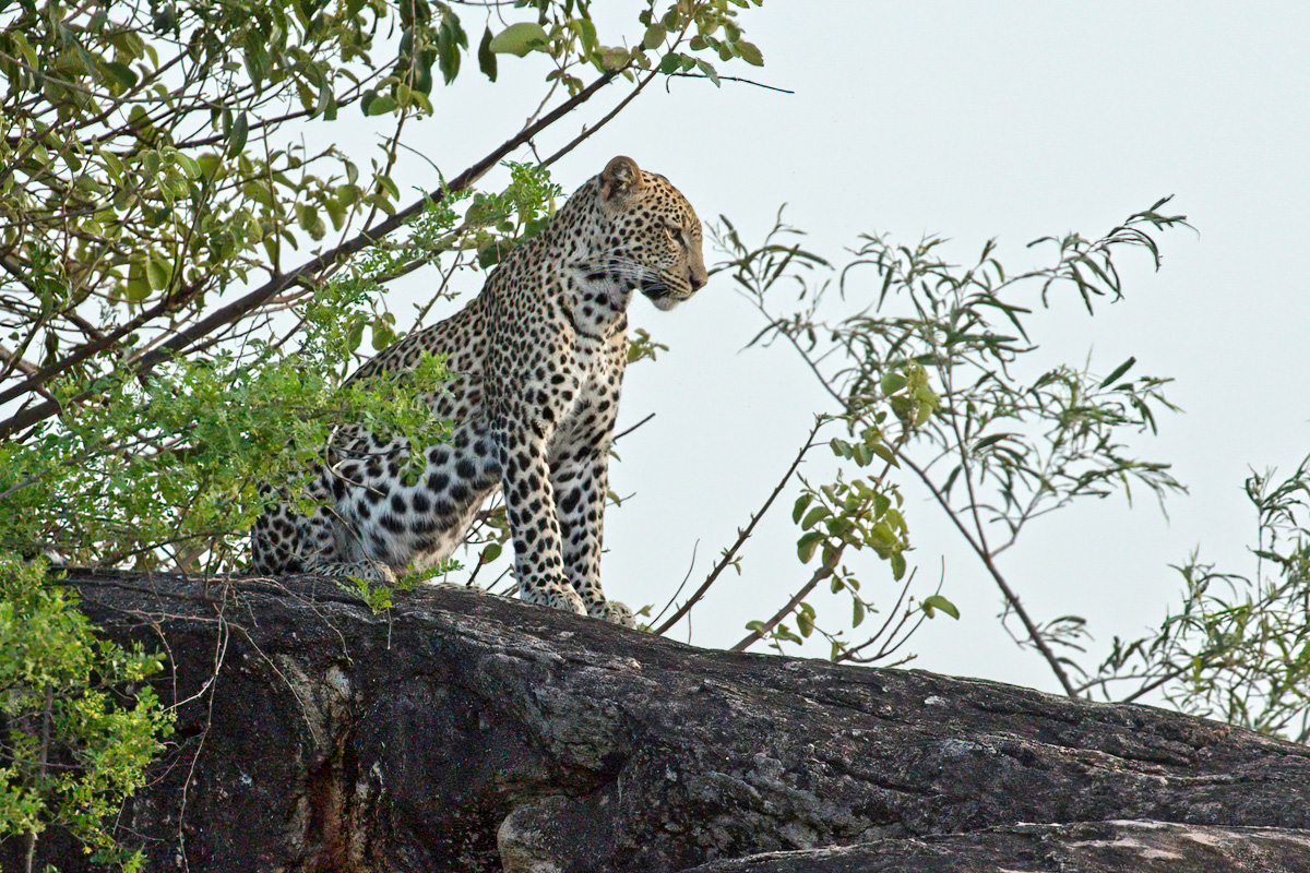 Een jong vrouwtje overziet haar jachtgebied - Kidepo Valley NP