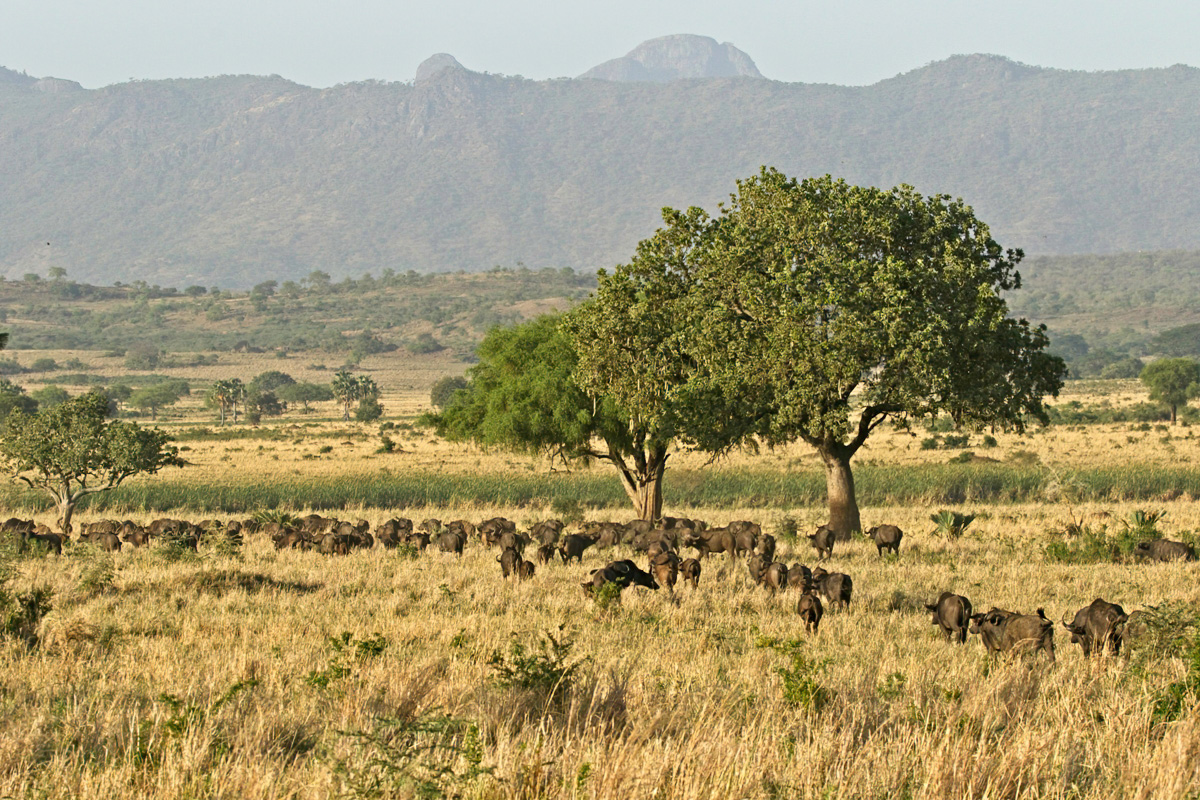 In Kidepo Valley NP komen de grootste kuddes savannebuffels van Oeganda voor