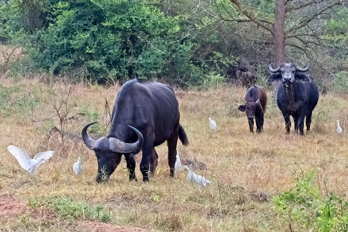 Kaapse buffels in Lake Mburo NP