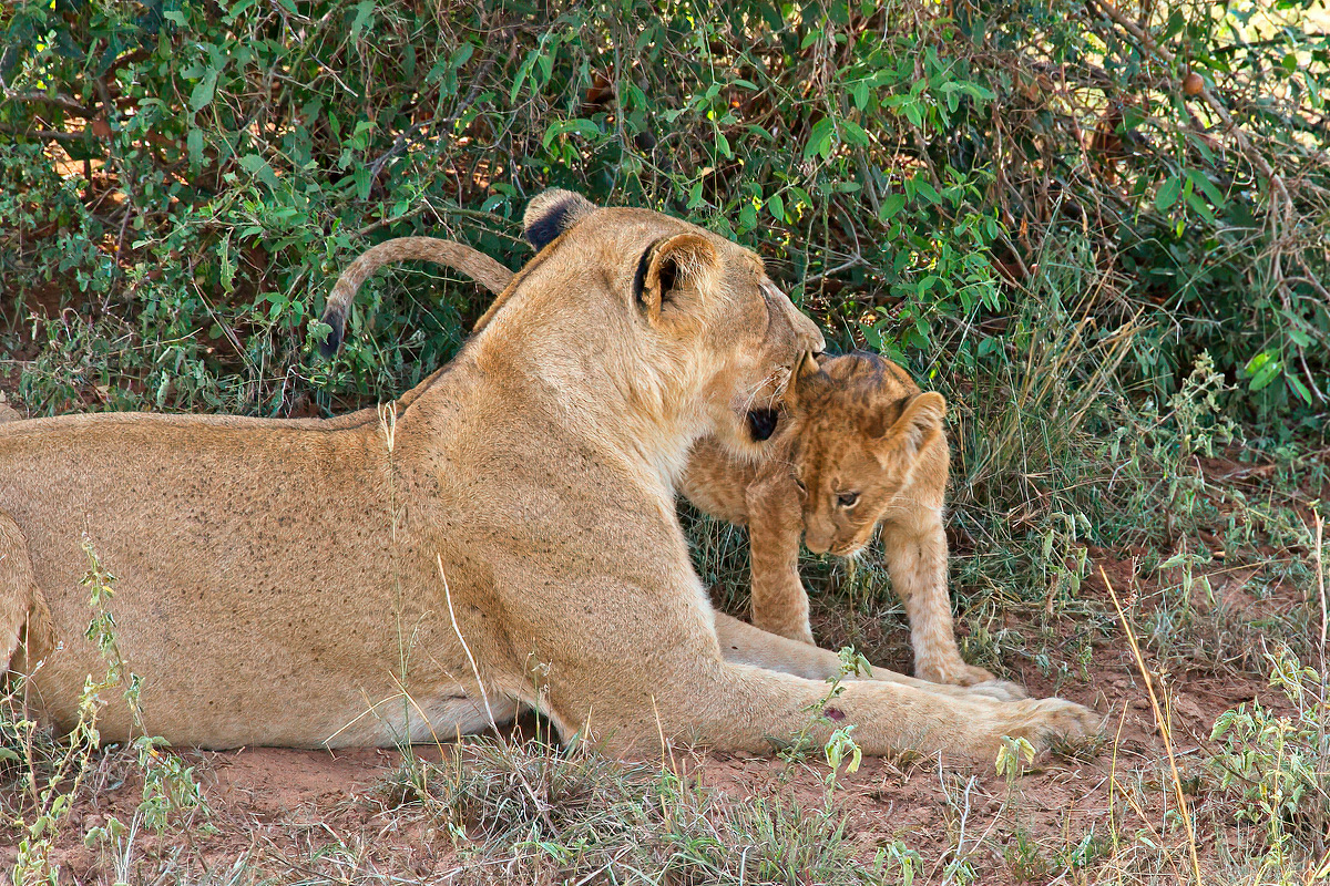 Leeuwenwelpen zijn zeer kwetsbaar - Murchison Falls NP