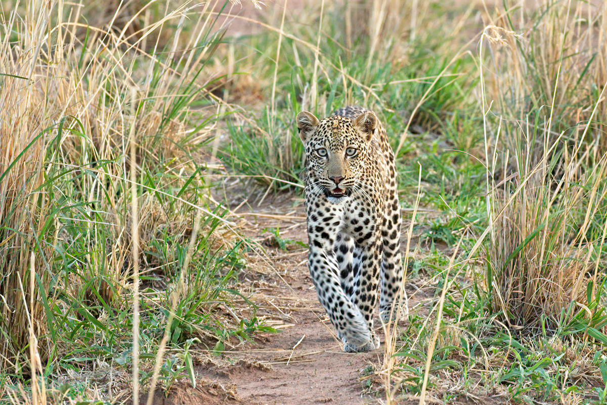 Nieuwsgierig komt ze tot op twee meter van de landcruiser - Kidepo Valley NP