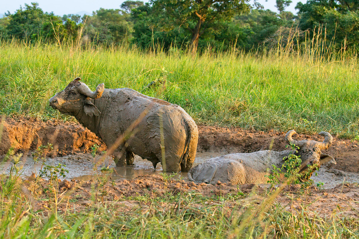 Om parasieten kwijt te raken nemen buffels graag een modderbad - Murchison Falls NP