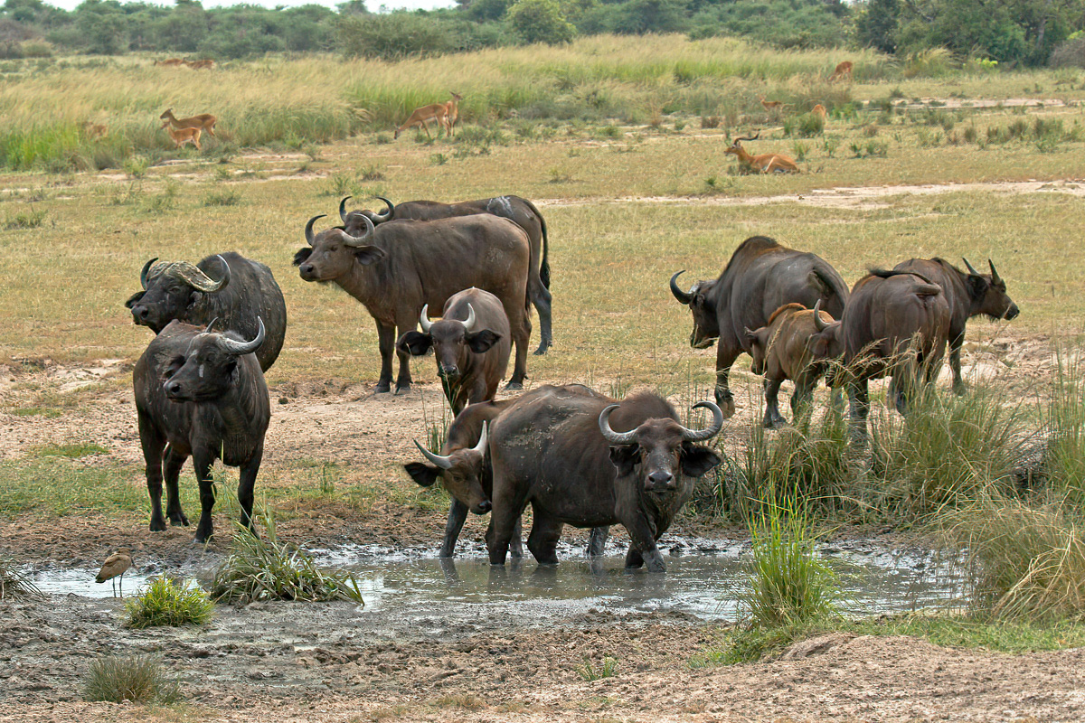 Savannebuffels, op de achtergrond Oegandese kobs - Murchison Falls NP