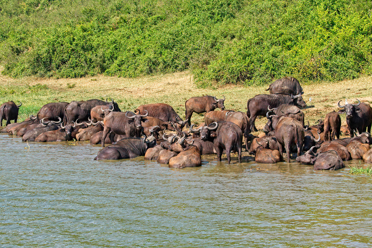 Savannebuffels zoeken verkoeling in het Kazinga Channel