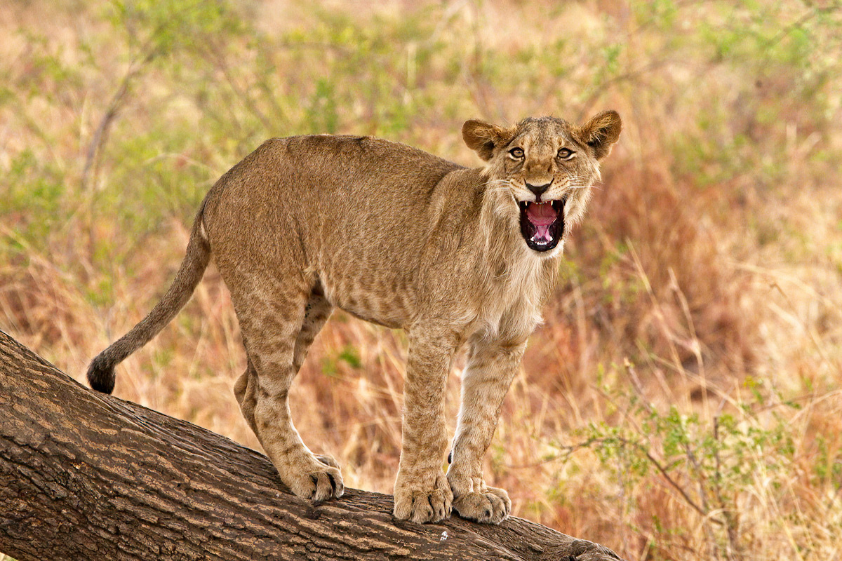 Wordt dit jonge mannetje in de toekomst leider van een 'pride' - Kidepo Valley NP