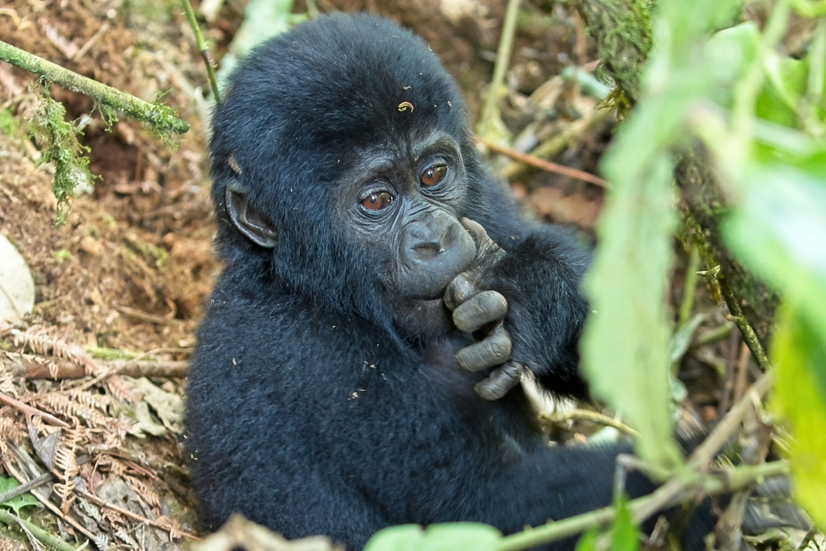 Berggorillakind - Bwindi Impenetrable NP