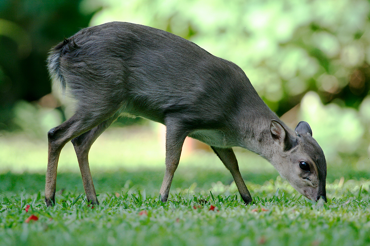 Blauwe duiker - fotograaf en locatie onbekend