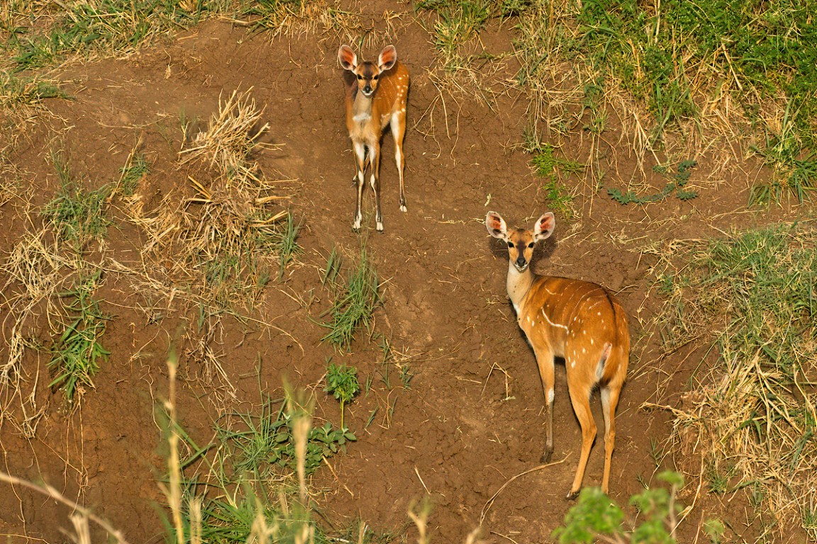 Bosbokvrouwtje met jong - Kidepo Valley NP