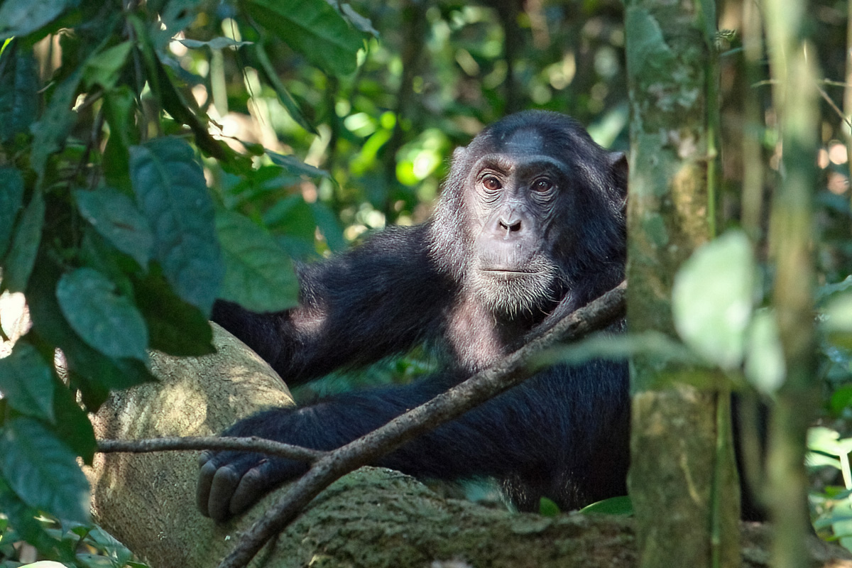 Chimpanseevrouwtje - Kibale NP