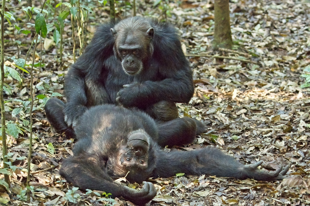 Deze volwassen chimpansees zijn bondgenoten - Kibale NP