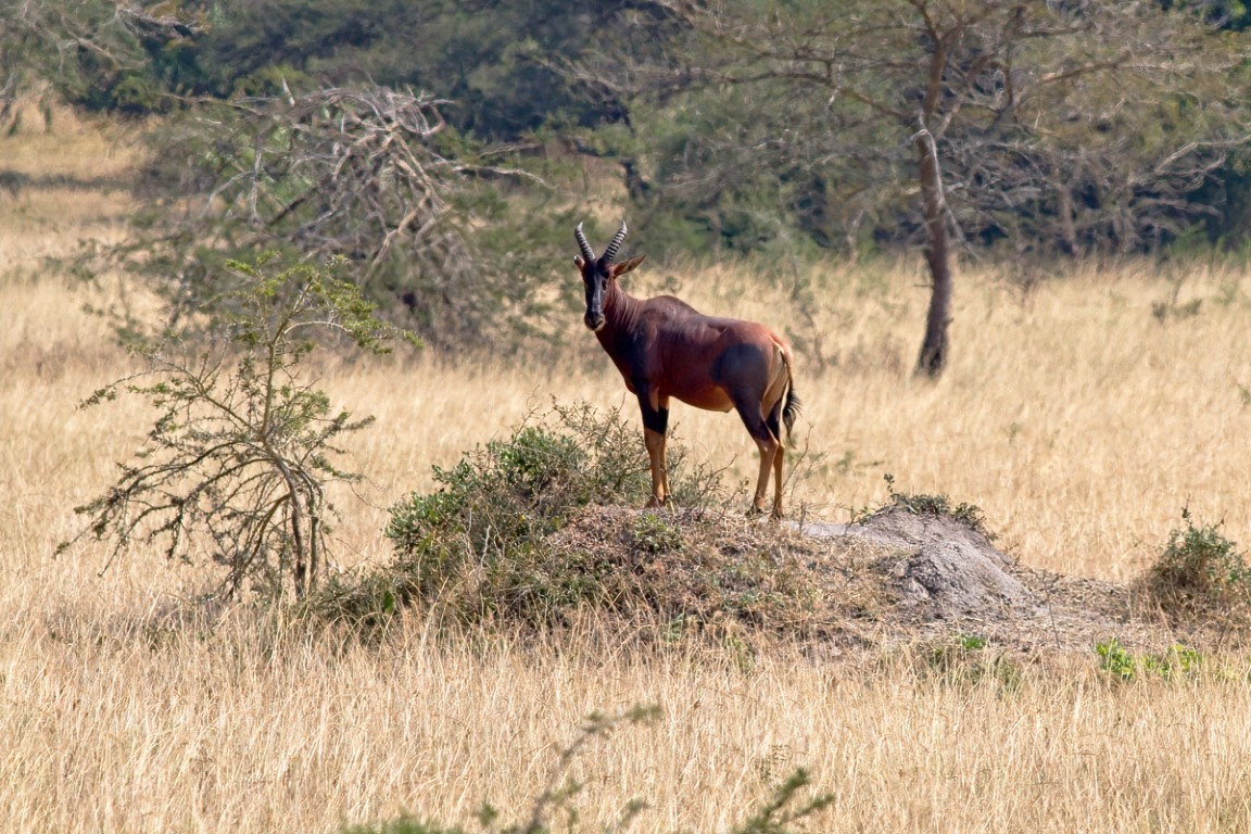 Een mannelijk topi houdt de wacht - Lake Mburo NP