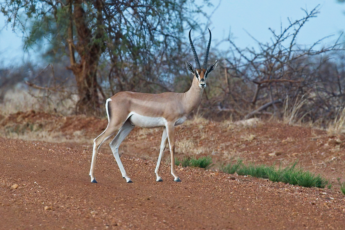 Een mannelijke Bright's gazelle steekt de weg over - Bogora WR