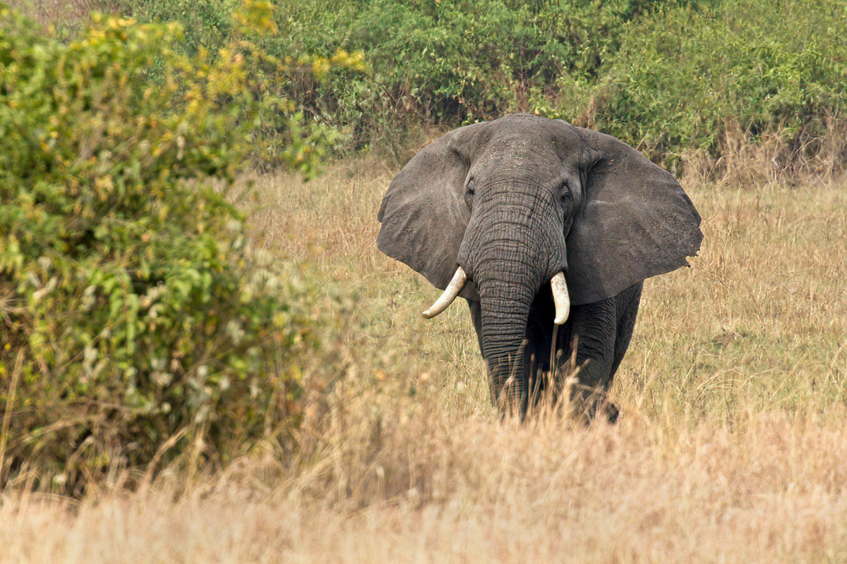 Een solitaire stier - Queen Elizabeth NP