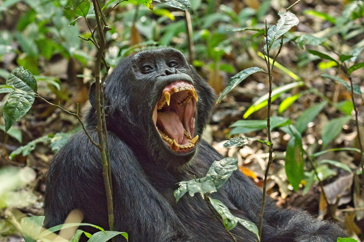 Geeuwende chimpanseeman - Kibale NP