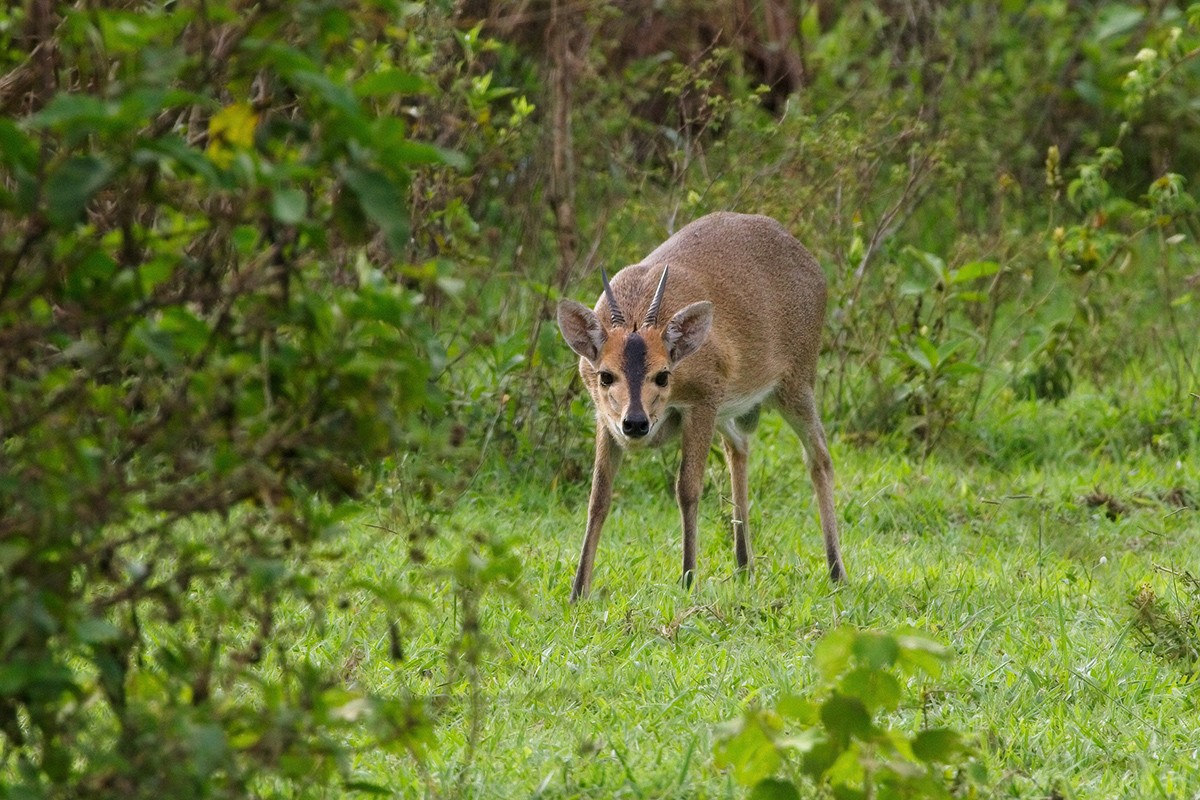 Gewone duiker - Katonga WR