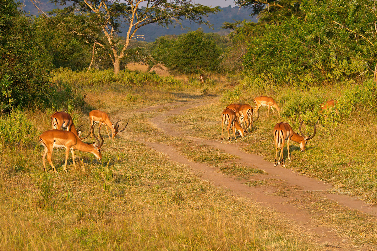 Grazende impala's - Lake Mburo NP