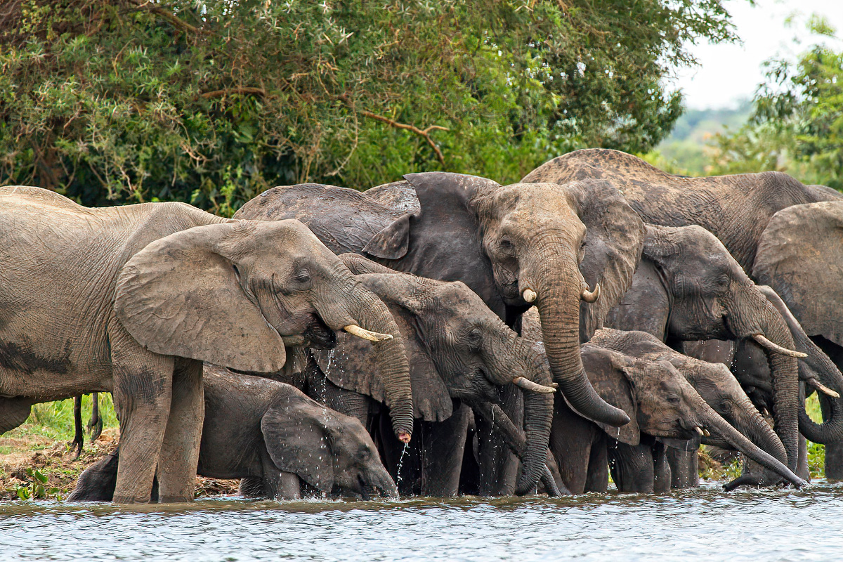 Het is een imposant gezicht om een kudde savanneolifanten te zien drinken - Murchison Falls NP