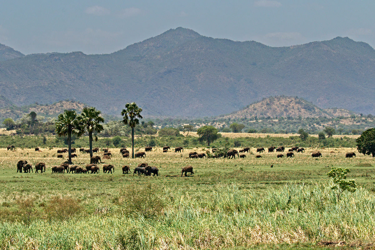 In Kidepo Valley NP lopen grote kuddes savanneolifanten