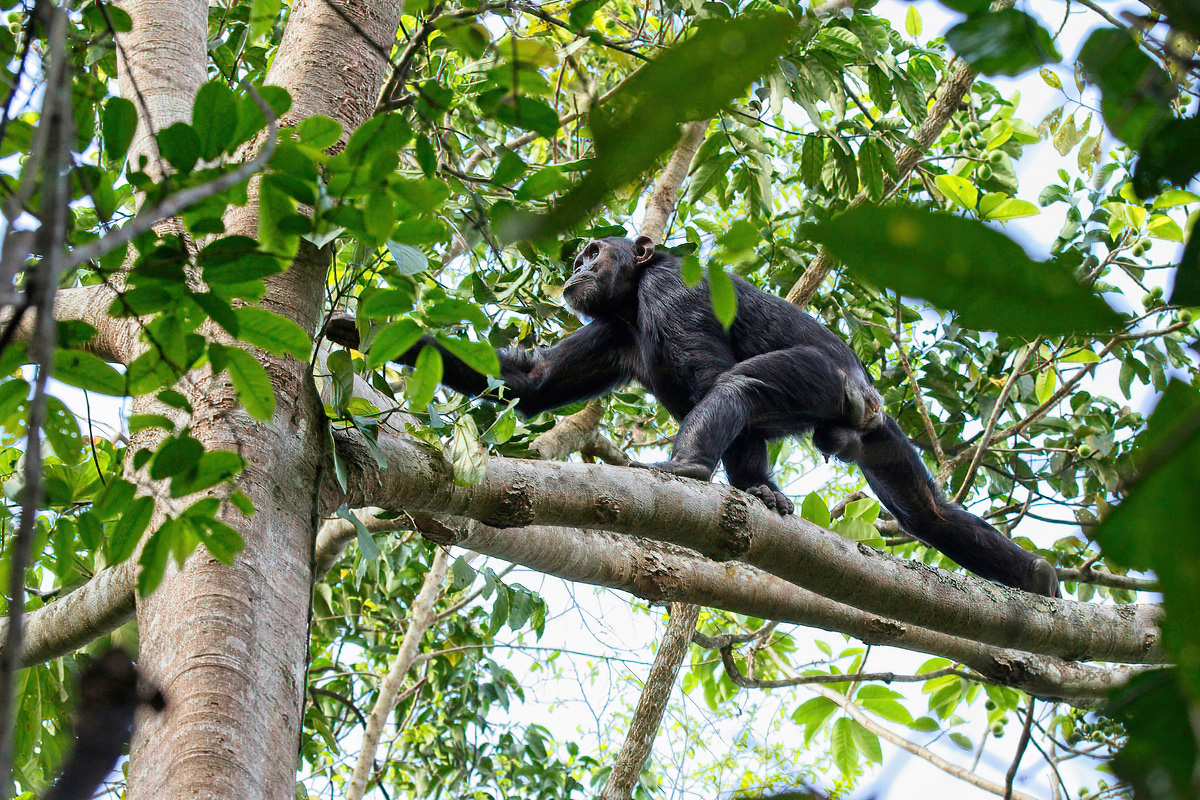 Jong Chimpanseemannetje - Budongo FR