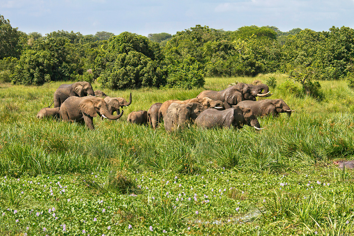 Kudde savanneolifanten in een moeras langs de Victorianijl - Murchison Falls NP