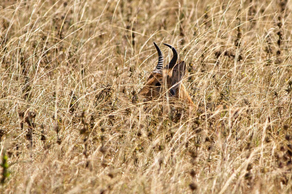 Mannelijke bohorrietbokken hebben kenmerkende, naar voren gebogen hoorns - Akagera NP (RW)