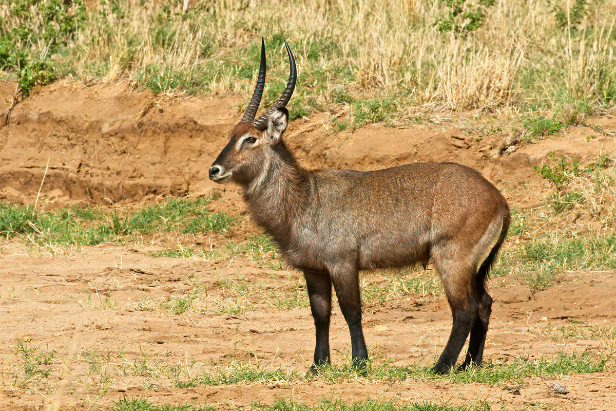 Mannelijke defassa waterbok - Kidepo Valley NP