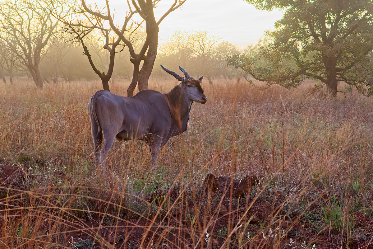 Mannelijke elandantilope - Pian Upe WR