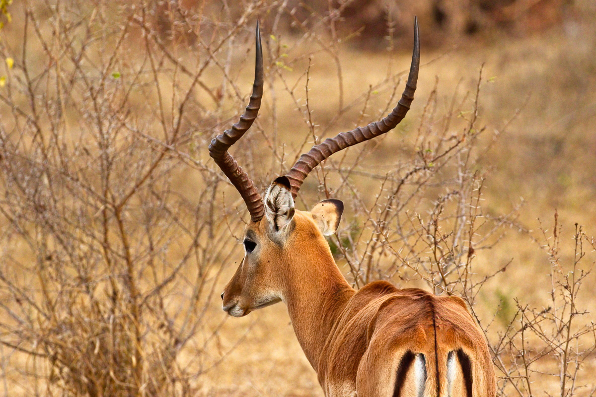 Mannelijke impala's hebben prachtige, liervormige hoorns - Lake Mburo NP