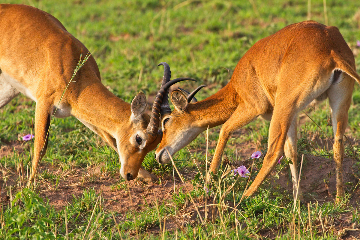 Mannelijke kobs verdedigen hun territorium fanatiek - Murchison Falls NP