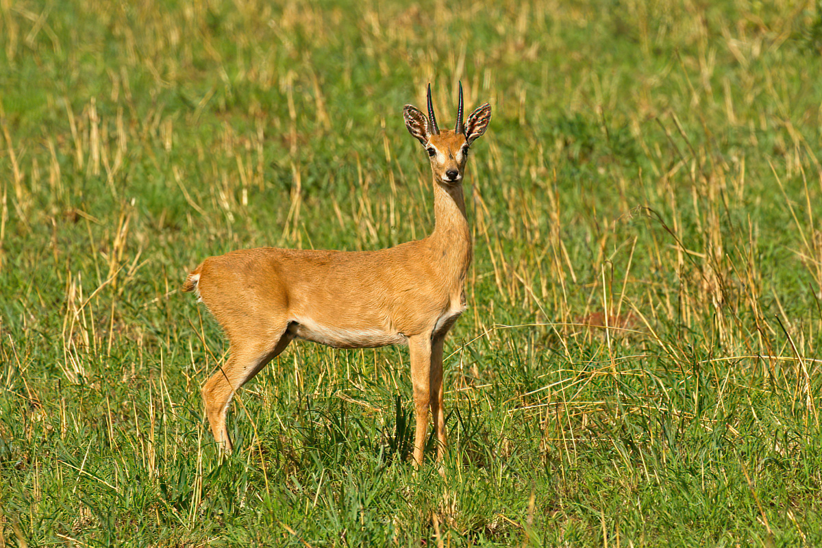 Mannelijke oribi - Kidepo Valley NP