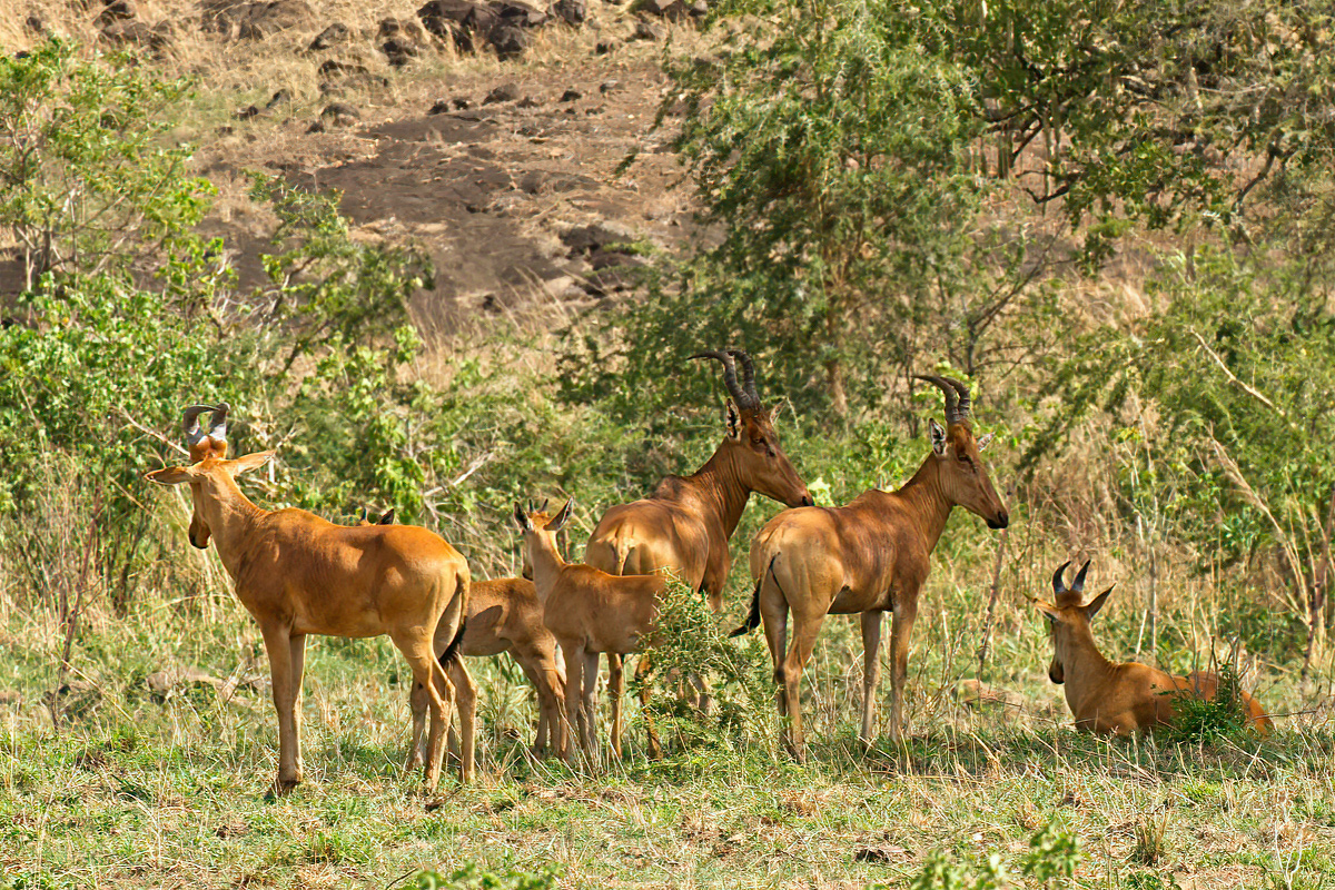 Op het heetst van de dag trekken Lelwel hartebeesten zich terug in de schaduw - Kidepo Valley NP